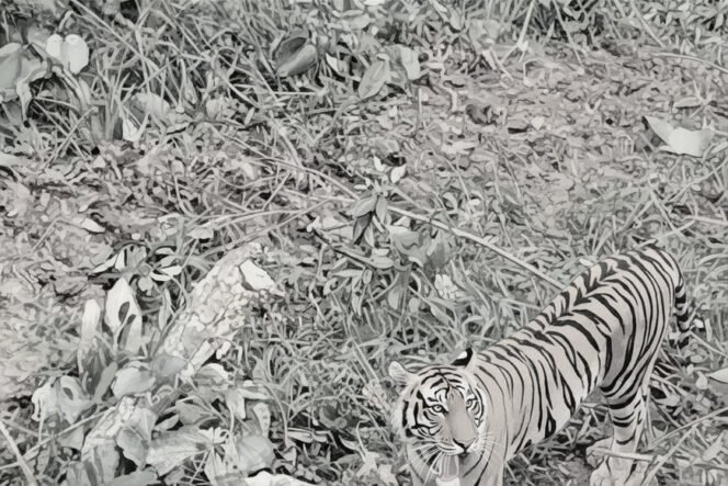 
Kemunculan Dua Harimau Sumatra Gegerkan Agam, Lokasinya Dekat Tempat Sabai Pernah Terjerat