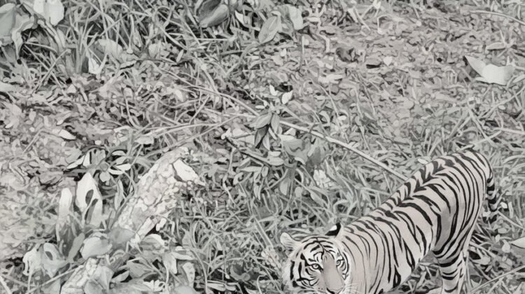 Kemunculan Dua Harimau Sumatra Gegerkan Agam, Lokasinya Dekat Tempat Sabai Pernah Terjerat