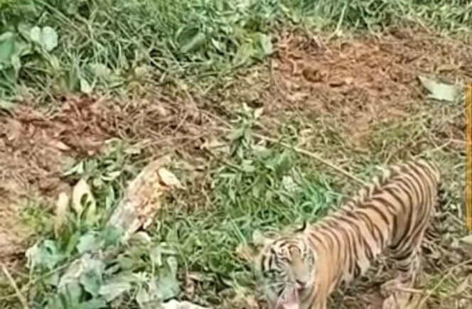 
Dua Harimau Sumatra Dilaporkan Berkeliaran di Palupuh Agam, BKSDA Turunkan Tim Pemantau