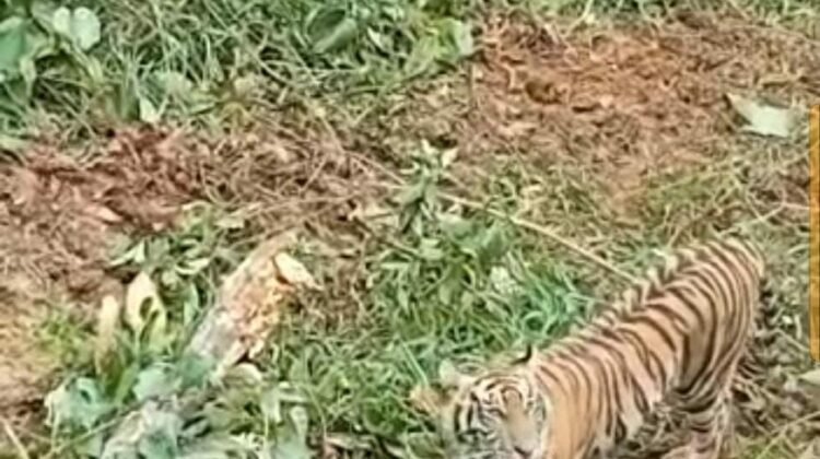 Dua Harimau Sumatra Dilaporkan Berkeliaran di Palupuh Agam, BKSDA Turunkan Tim Pemantau