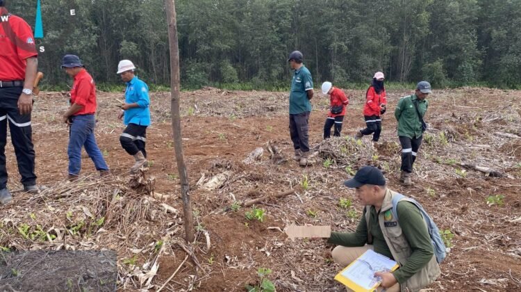 Bocah 12 Tahun Tewas Diterkam Harimau Sumatera di Pelalawan