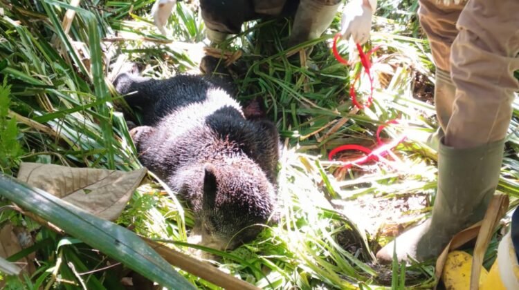 Anak Beruang Kena Jerat Babi di Pasaman, BKSDA Imbau Warga Waspada Potensi Induknya Mengamuk