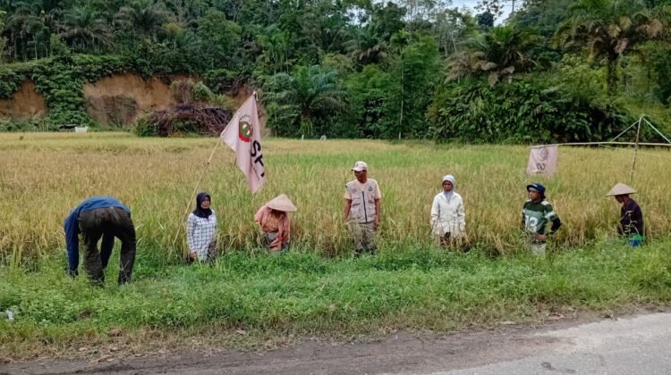 Padi Agroekologi Panen Perdana di Padang Pariaman, Dorong Kedaulatan Pangan Organik