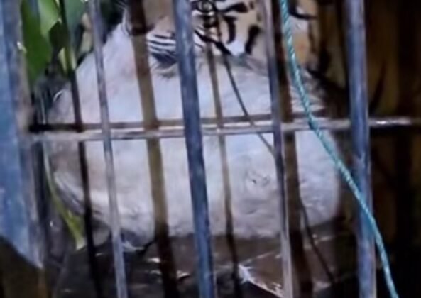 Harimau Sumatera Masuk Perangkap di Palupuh Agam, Hari Ini Dievakuasi