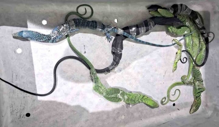 Selundupkan 8 Biawak Langka, Warga Korea Selatan Ditangkap di Bandara Soetta