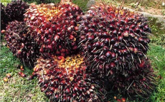 Harga TBS Sawit Sumbar Masih Tinggi, Dharmasraya Tembus Rp4.050 dan Pasaman Barat Rp3.942