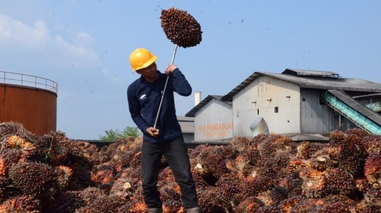 Harga TBS Sawit Dharmasraya 25 September Tembus Rp4.042 per Kilogram
