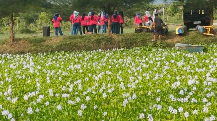 Mekarnya Bunga Putih Enceng Gondok, Pengundang Romansa Sore di Pasir Jambak
