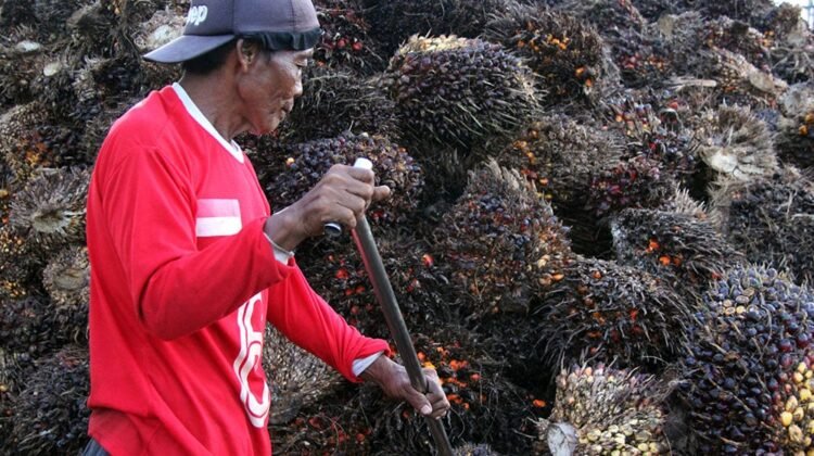 Harga TBS Sawit Dharmasraya Tembus Rp4.042 per Kilogram