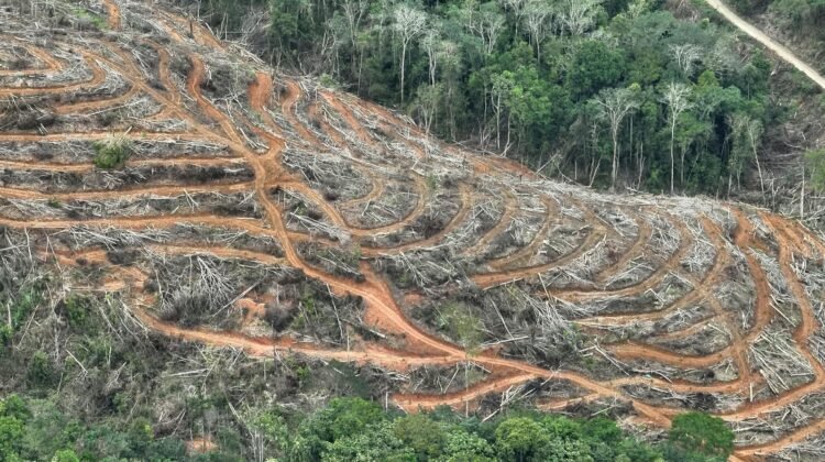 Jejak Hutan yang Hilang di Hulu DAS Air Dingin