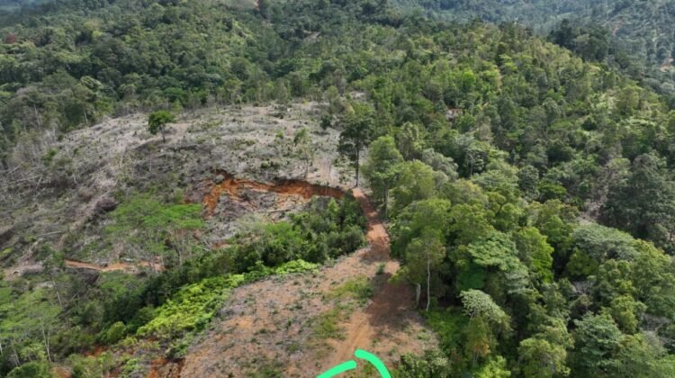 Fakta WALHI Soal Lahan Fauzi Bahar: Pernah Dipasang Plang PKH