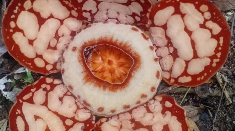 Rafflesia Hasseltii Mekar Sempurna di Calau Sijunjung, Diameter Diperkirakan 58 Sentimeter