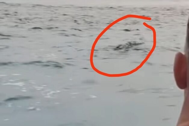 Sempat Viral, Pemkab Mentawai Pastikan Buaya di Katiet Berhasil Ditangkap