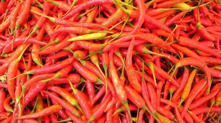 Harga Cabai Merah di Padang Capai Rp85 Ribu per Kilogram